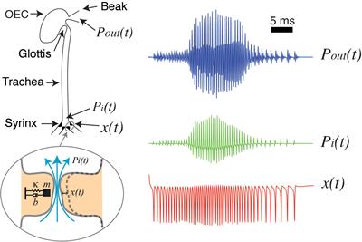 Synthetic Birdsongs as a Tool to Induce, and Iisten to, Replay Activity in Sleeping Birds